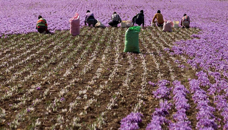 saffron fields in South Khorasan province