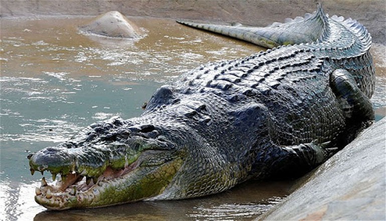 Crocodile King of Dubai Aquarium
