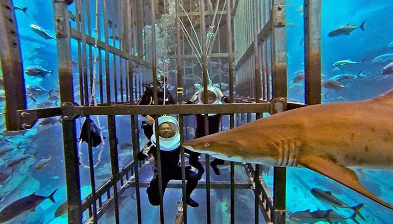 diving with sharks in a cage; One of the scariest entertainments in Dubai