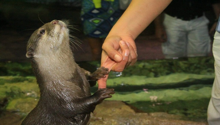 Visiting an otter at the Dubai Aquarium