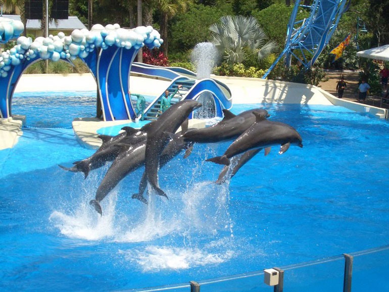 Dolphin Land; Watching playful dolphins