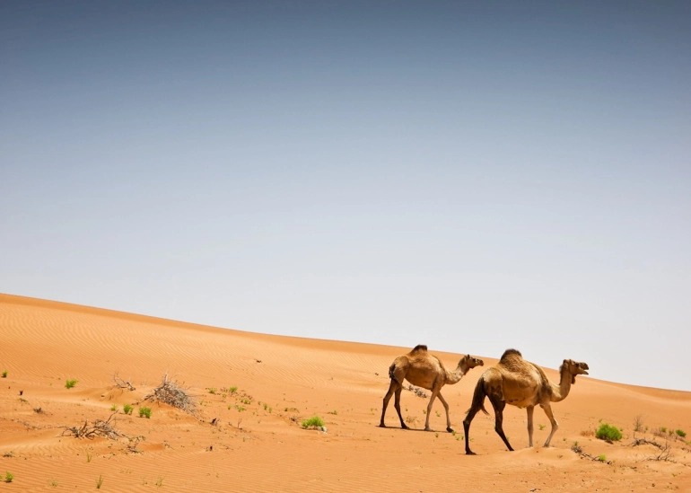 Wahab desert